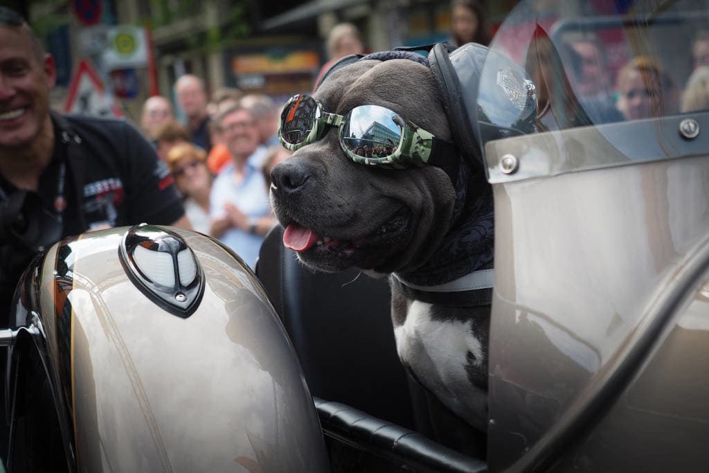 Hunde im Harley-Davidson Motorradzubehör mit Sonnenbrille.